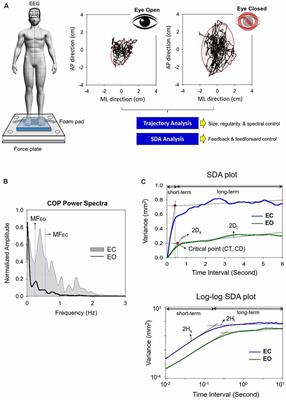 Visual Effect on Brain Connectome That Scales Feedforward and Feedback Processes of Aged Postural System During Unstable Stance